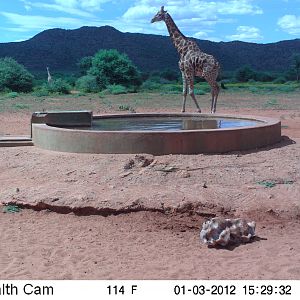 Trail Camera Namibia