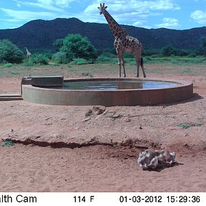 Trail Camera Namibia