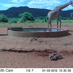 Trail Camera Namibia