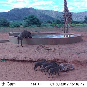 Trail Camera Namibia