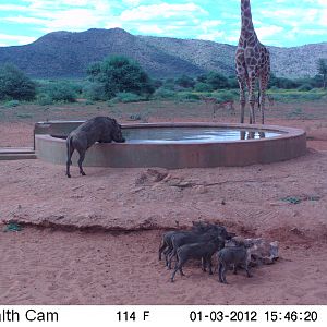 Trail Camera Namibia