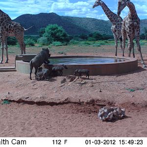 Trail Camera Namibia