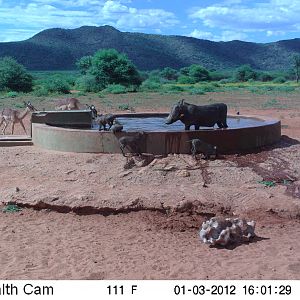 Trail Camera Namibia