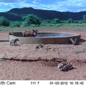 Trail Camera Namibia