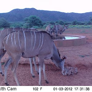 Trail Camera Namibia