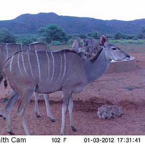 Trail Camera Namibia