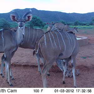 Trail Camera Namibia