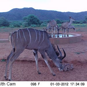 Trail Camera Namibia