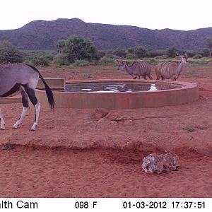 Trail Camera Namibia