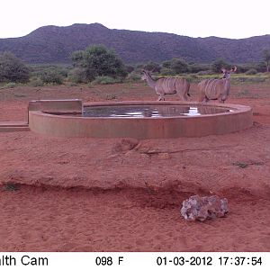 Trail Camera Namibia