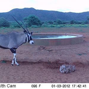 Trail Camera Namibia