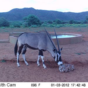 Trail Camera Namibia