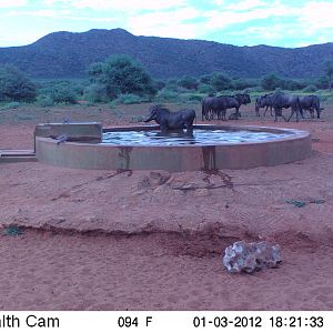 Trail Camera Namibia