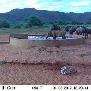 Trail Camera Namibia