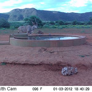 Trail Camera Namibia