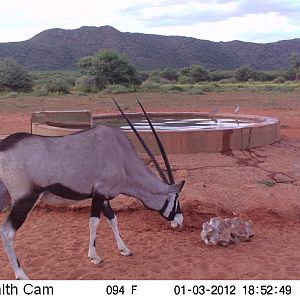 Trail Camera Namibia