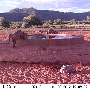 Trail Camera Namibia