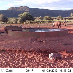 Trail Camera Namibia