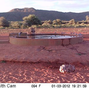 Trail Camera Namibia