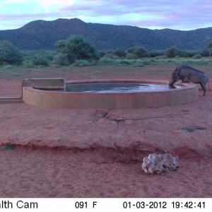 Trail Camera Namibia