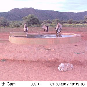 Trail Camera Namibia