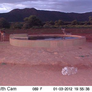 Trail Camera Namibia