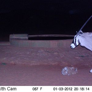 Trail Camera Namibia