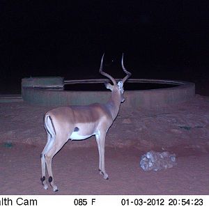 Trail Camera Namibia