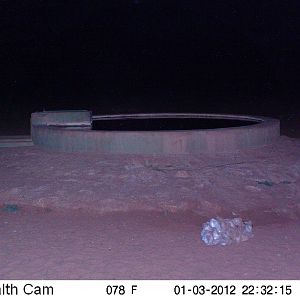 Trail Camera Namibia