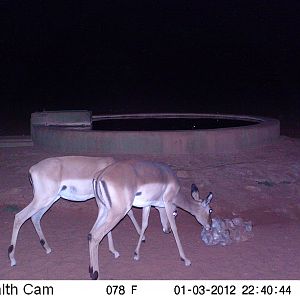 Trail Camera Namibia