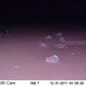 Brown Hyena Trail Camera Namibia