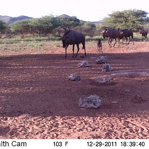 Trail Camera Namibia