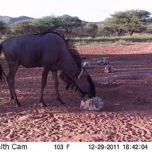 Trail Camera Namibia