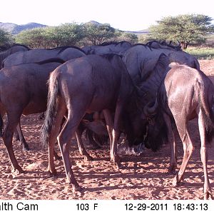 Trail Camera Namibia