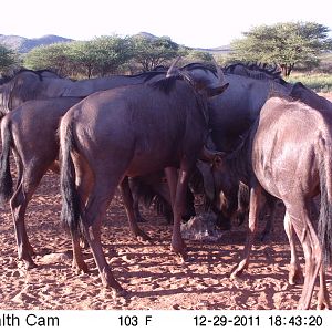 Trail Camera Namibia