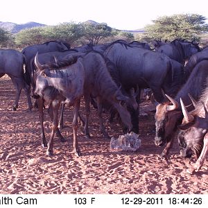 Trail Camera Namibia