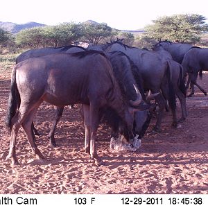 Trail Camera Namibia