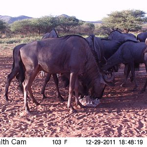 Trail Camera Namibia