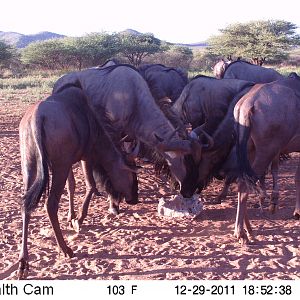 Trail Camera Namibia