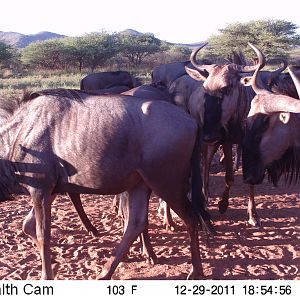 Trail Camera Namibia