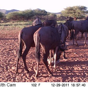 Trail Camera Namibia