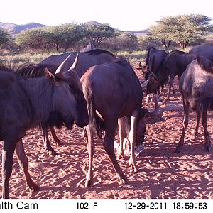 Trail Camera Namibia