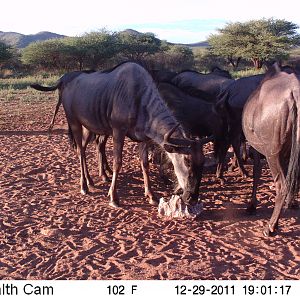 Trail Camera Namibia