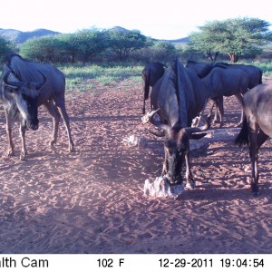 Trail Camera Namibia