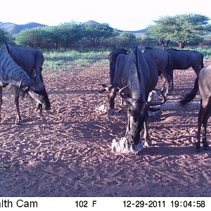 Trail Camera Namibia