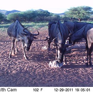 Trail Camera Namibia