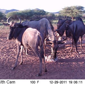 Trail Camera Namibia