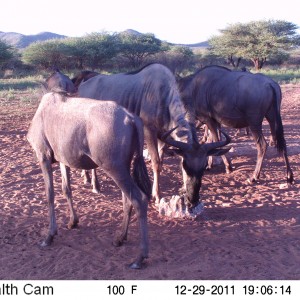 Trail Camera Namibia