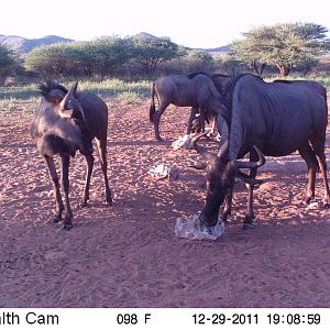 Trail Camera Namibia