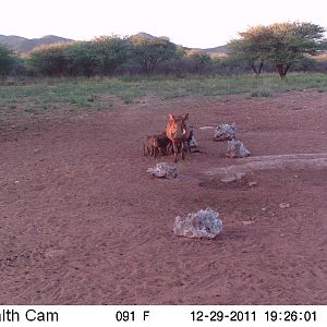 Trail Camera Namibia